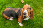 Сlipart Dog Basset Hound Hound Isolated White Background photo  BillionPhotos