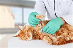 Сlipart pet cat sick care vet   BillionPhotos