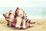 Сlipart shell sea collection starfish beach   BillionPhotos