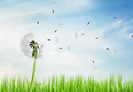 Сlipart Dandelion Air Environment Clean Nature   BillionPhotos