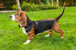 Сlipart Dog Basset Hound Hound Isolated White Background photo  BillionPhotos
