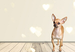 Сlipart dog adorable animal backdrop background   BillionPhotos