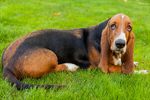 Сlipart Dog Basset Hound Hound Isolated White Background photo  BillionPhotos