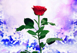 Сlipart rose red png photo single   BillionPhotos