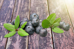 Сlipart blueberry background berry bilberry blaeberry   BillionPhotos