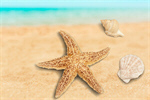 Сlipart Starfish Shell Sand Beach Isolated   BillionPhotos