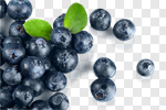 Сlipart Blueberry Berry Blue Berry Fruit Fruit photo cut out BillionPhotos