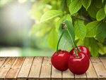 Сlipart Cherry Fruits Food Red Leaf Freshness   BillionPhotos