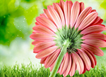 Сlipart Gerbera Daisy Daisy Single Flower Flower Head Flower   BillionPhotos