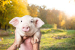 Сlipart farm piglet pig smile snout   BillionPhotos