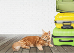 Сlipart luggage pet journey tourist cat   BillionPhotos