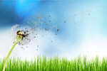 Сlipart Dandelion Air Environment Clean Nature   BillionPhotos