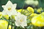 Сlipart Flower Easter Spring Daffodil Yellow   BillionPhotos