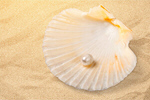 Сlipart Shell Starfish Clam Sand Dollar Sea Life   BillionPhotos