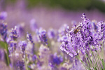 Сlipart lavender agriculture alpes-de-haute-provence aroma background   BillionPhotos