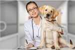 Сlipart veterinarian vet pet dog animal   BillionPhotos