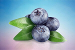 Сlipart antioxidant berries blueberries blueberry bunch   BillionPhotos
