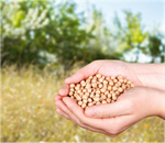 Сlipart soybean soy seeding seed farmer   BillionPhotos