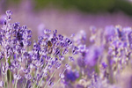 Сlipart lavender agriculture alpes-de-haute-provence aroma background   BillionPhotos