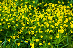 Сlipart Dandelion Buttercup Field Seed Summer photo  BillionPhotos