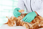 Сlipart pet cat sick care vet   BillionPhotos