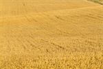 Сlipart Wheat Farm Panoramic Field Crop photo  BillionPhotos