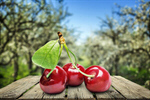 Сlipart Cherry Fruit Food Red Leaf   BillionPhotos