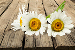 Сlipart Daisy Chamomile Flower Chamomile Plant White   BillionPhotos