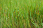 Сlipart grass texture above abstract background photo  BillionPhotos