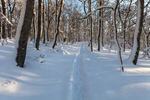 Сlipart Winter forest landscape winter scene background snow photo  BillionPhotos