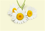 Сlipart Daisy Chamomile Flower Chamomile Plant White   BillionPhotos