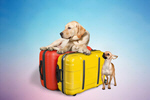 Сlipart dog suitcase puppy travel bag   BillionPhotos