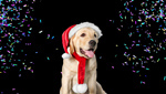 Сlipart pet dog animal white holiday   BillionPhotos