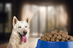 Сlipart dog eating kitchen animal health   BillionPhotos