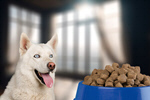 Сlipart dog eating kitchen animal health   BillionPhotos