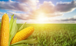 Сlipart maize corn white background cob   BillionPhotos