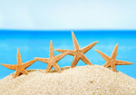 Сlipart starfish ocean beach 2014 tourism   BillionPhotos