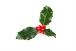 Сlipart Christmas Holly Leaf Berry Isolated photo  BillionPhotos