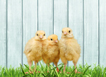 Сlipart farm poultry birds young kids   BillionPhotos