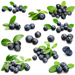 Сlipart berries blueberries blueberry forest organic   BillionPhotos