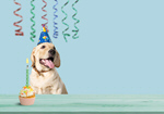 Сlipart animal background birthday birthday cake birthday dog   BillionPhotos