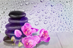 Сlipart Orchid Spa Treatment Stone Flower Single Flower   BillionPhotos