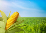 Сlipart corn field garden farm grow   BillionPhotos