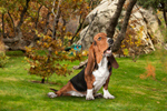Сlipart puppy beagle outside dog background   BillionPhotos