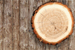 Сlipart Wood Log Tree Trunk Tree Portion   BillionPhotos