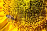 Сlipart bee pollinate honey sunflower yellow   BillionPhotos