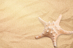 Сlipart animal asterias rubens background beach brown   BillionPhotos