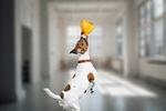 Сlipart dog living room toy puppy   BillionPhotos