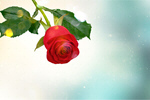 Сlipart Rose Red Valentine's Day Flower Single Flower   BillionPhotos