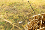 Сlipart Needle in a Haystack Searching Haystack Needle Hay   BillionPhotos